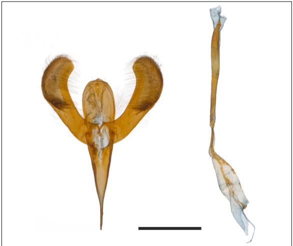 /filer/webapps/moths_gc/media/images/E/eolampis_Caloptilia_ST_GM_1410643_BMNH.jpg