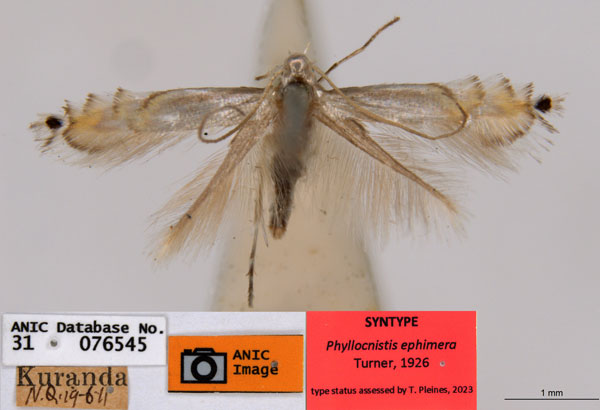 /filer/webapps/moths_gc/media/images/E/ephimera_Phyllocnistis_ST2_ANIC.jpg