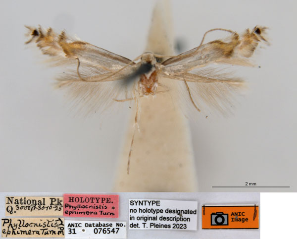 /filer/webapps/moths_gc/media/images/E/ephimera_Phyllocnistis_ST_ANIC.jpg
