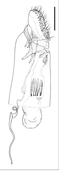 /filer/webapps/moths_gc/media/images/E/epidrimys_Prophyllocnistis_PT_GF_USNM.jpg
