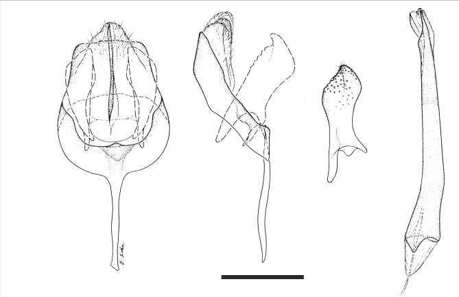 /filer/webapps/moths_gc/media/images/E/epidrimys_Prophyllocnistis_PT_GM_USNM.jpg