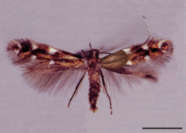 /filer/webapps/moths_gc/media/images/E/epidrimys_Prophyllocnistis_PT_USNM.jpg