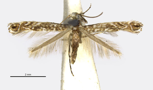 /filer/webapps/moths_gc/media/images/E/epimicta_Parectopa_HT_ANIC.jpg