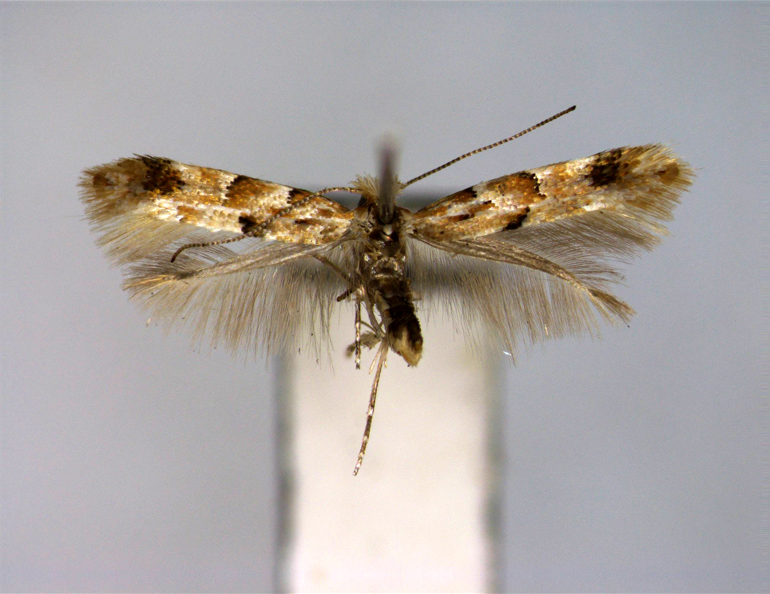 /filer/webapps/moths_gc/media/images/E/ermani_Phyllonorycter_A_EIHU.jpg