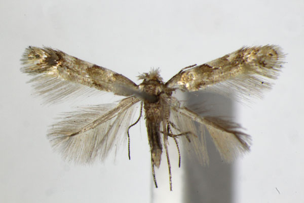 /filer/webapps/moths_gc/media/images/E/ermani_Phyllonorycter_A_ZSM.jpg