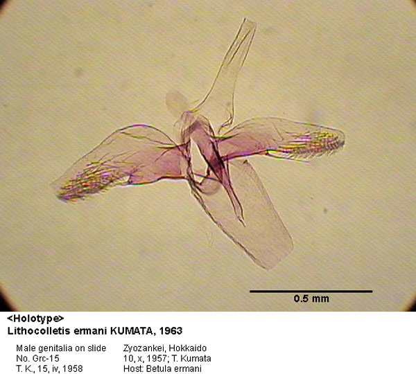 /filer/webapps/moths_gc/media/images/E/ermani_Phyllonorycter_GM_HT_15_EIHU.jpg