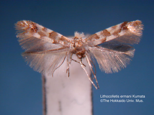 /filer/webapps/moths_gc/media/images/E/ermani_Phyllonorycter_HT_EIHU.jpg