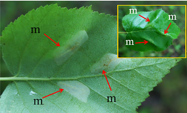 /filer/webapps/moths_gc/media/images/E/ermani_Phyllonorycter_mine_Kirichenko-et-al_2019_36.jpg