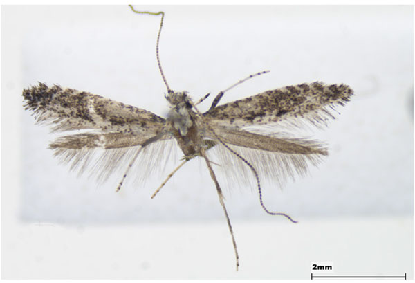 /filer/webapps/moths_gc/media/images/E/ermolaevi_Parornix_female_Lee-et-Jeun_2022.jpg