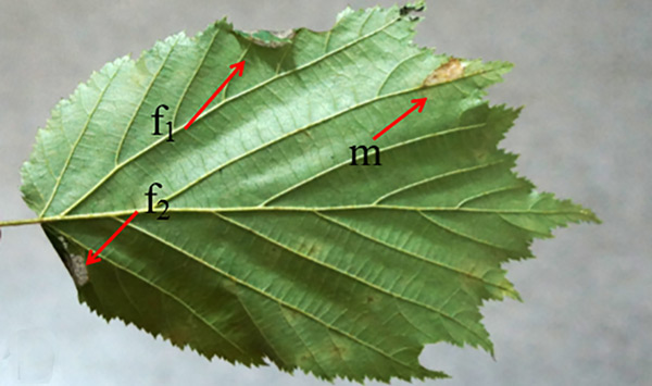 /filer/webapps/moths_gc/media/images/E/ermolaevi_Parornix_mine_Kirichenko-etal_2019_35.jpg