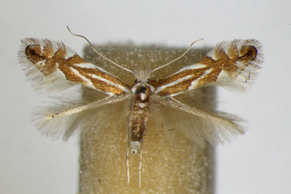 /filer/webapps/moths_gc/media/images/E/esperella_carpinicolella_Phyllonorycter_A_ZSM.jpg