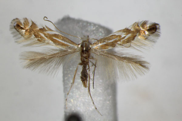 /filer/webapps/moths_gc/media/images/E/esperella_carpinicolella_Phyllonorycter_A_ZSM_2.jpg