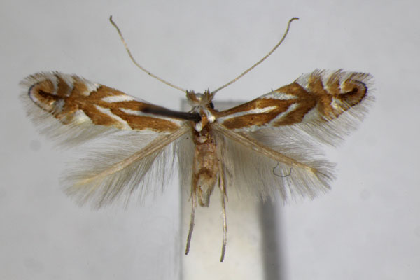 /filer/webapps/moths_gc/media/images/E/esperella_quinnata_Phyllonorycter_A_ZSM.jpg