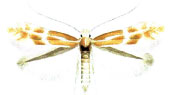 /filer/webapps/moths_gc/media/images/E/estrela_Phyllonorycter_A_LastuvkaLastuvka_2006_75_F3B2av6.jpg