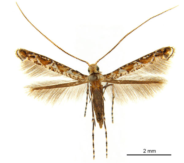 /filer/webapps/moths_gc/media/images/E/eubenangee_Polydema_HT_De-Prins-etal_2025_233.jpg