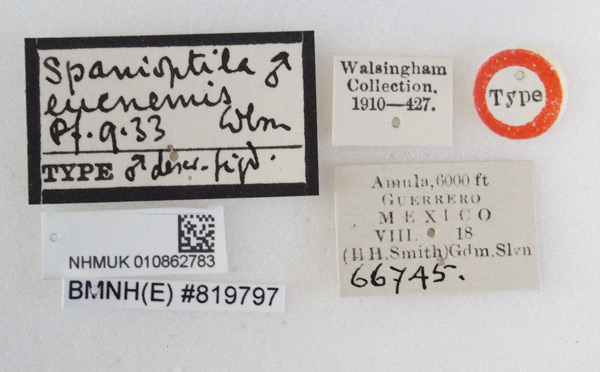 /filer/webapps/moths_gc/media/images/E/eucnemis_Spanioptilia_HT_010862783_BMNH_Labels.jpg