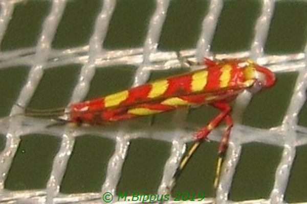 /filer/webapps/moths_gc/media/images/E/eugeniella_Macarostola_A_Bippus_02.jpg