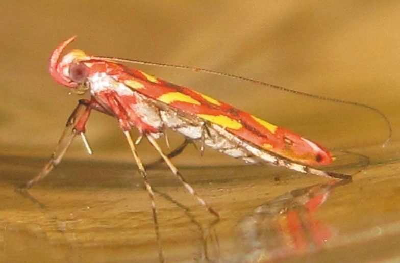 /filer/webapps/moths_gc/media/images/E/eugeniella_Macarostola_A_Bippus_2019_26.jpg