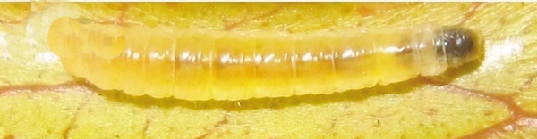 /filer/webapps/moths_gc/media/images/E/eugeniella_Macarostola_C_Bippus_2019_26.jpg