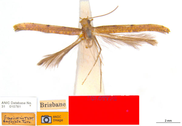 /filer/webapps/moths_gc/media/images/E/euglypta_Caloptilia_HT_ANIC.jpg