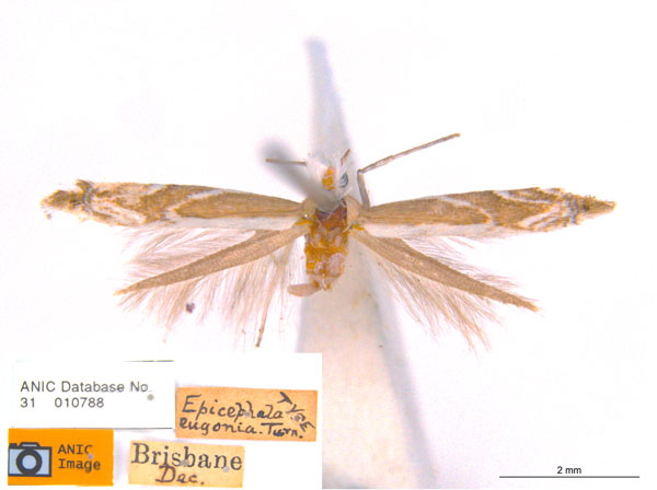 /filer/webapps/moths_gc/media/images/E/eugonia_Epicephala_HT_ANIC.jpg