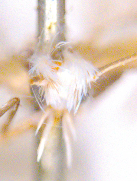 /filer/webapps/moths_gc/media/images/E/eugonia_Epicephala_HT_head1_ANIC.jpg