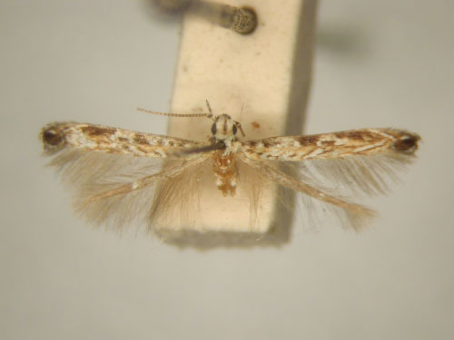 /filer/webapps/moths_gc/media/images/E/eugrapta_Stomphastis_HT_TMSA6030.jpg