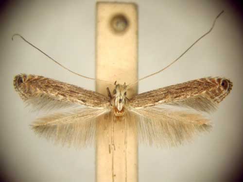 /filer/webapps/moths_gc/media/images/E/eumeces_Pleiomorpha_PT_TMSA6091.jpg