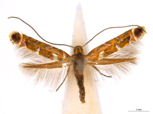/filer/webapps/moths_gc/media/images/E/eumetalla_Polysoma_AF_A162_ANIC.jpg