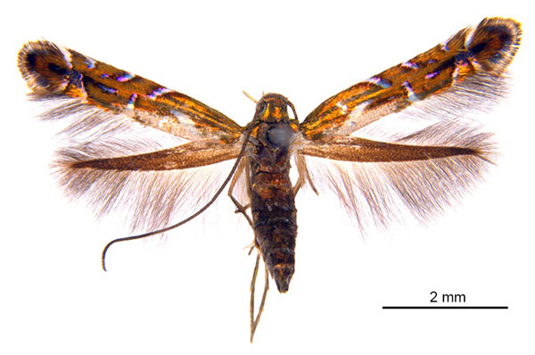 /filer/webapps/moths_gc/media/images/E/eumetalla_Polysoma_AF_De-Prins-etal_2025_248.jpg