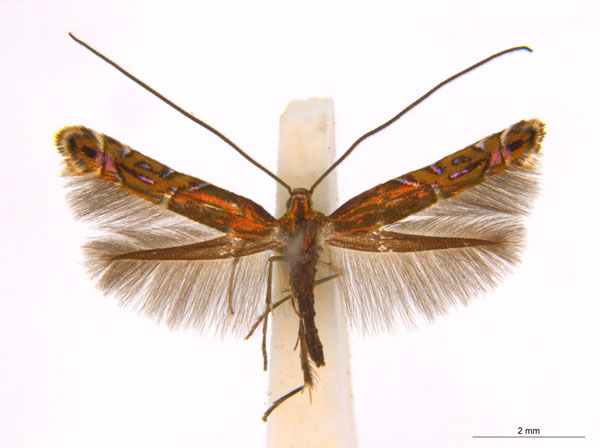 /filer/webapps/moths_gc/media/images/E/eumetalla_Polysoma_AM_A119_ANIC.jpg