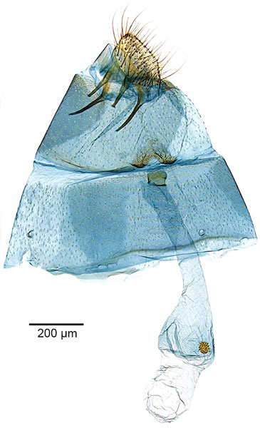 /filer/webapps/moths_gc/media/images/E/eumetalla_Polysoma_GF_De-Prins-etal_2025_248.jpg