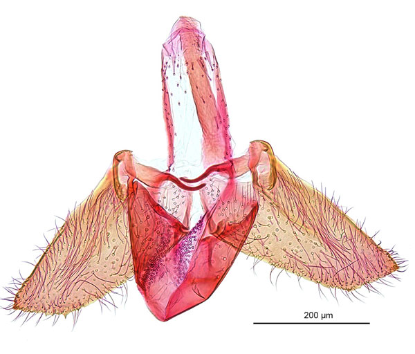 /filer/webapps/moths_gc/media/images/E/eumetalla_Polysoma_GM_De-Prins-etal_2025_248.jpg