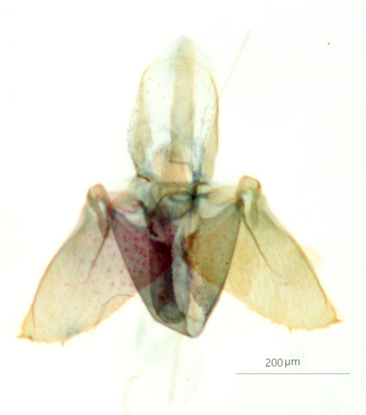 /filer/webapps/moths_gc/media/images/E/eumetalla_Polysoma_GM_Grc5682_ANIC.jpg