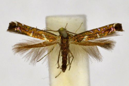 /filer/webapps/moths_gc/media/images/E/eumetalla_Polysoma_LT_BMNH(E)-1055711.jpg