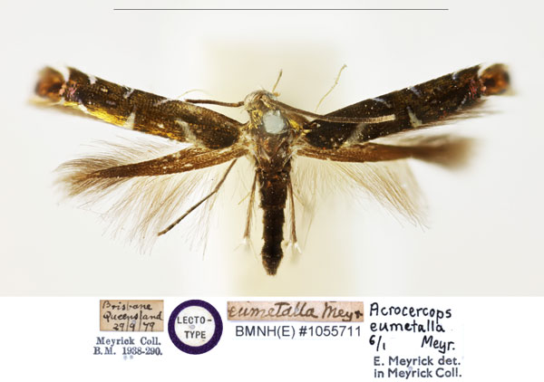 /filer/webapps/moths_gc/media/images/E/eumetalla_Polysoma_LT_BMNH_1055711.jpg