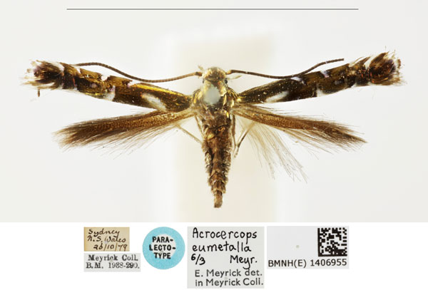 /filer/webapps/moths_gc/media/images/E/eumetalla_Polysoma_PLT_BMNH_1406955.jpg