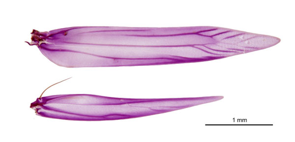 /filer/webapps/moths_gc/media/images/E/eumetalla_Polysoma_WV_De-Prins-etal_2025_248.jpg