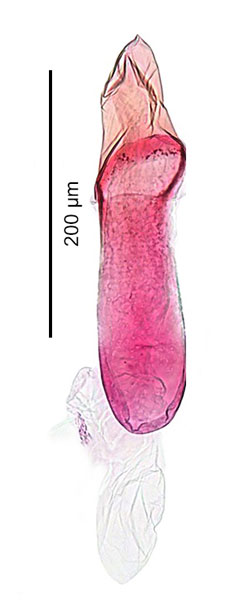 /filer/webapps/moths_gc/media/images/E/eumetalla_Polysoma_aedeagus_De-Prins-etal_2025_248.jpg