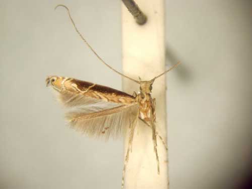 /filer/webapps/moths_gc/media/images/E/euphanes_Conopomorpha_HT_TMSA6051.jpg