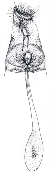 /filer/webapps/moths_gc/media/images/E/euphanes_Conopomorpha_HT_Vari_1961_Pl90-3.jpg