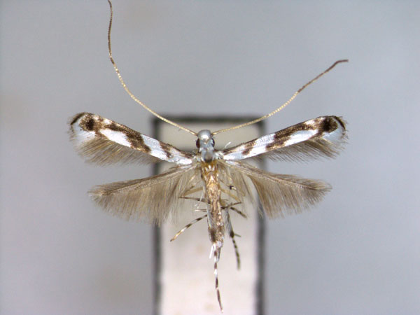 /filer/webapps/moths_gc/media/images/E/euryae_Borboryctis_PT_EIHU.jpg