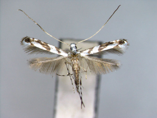 /filer/webapps/moths_gc/media/images/E/euryae_Borboryctis_PT_EIHU_2.jpg