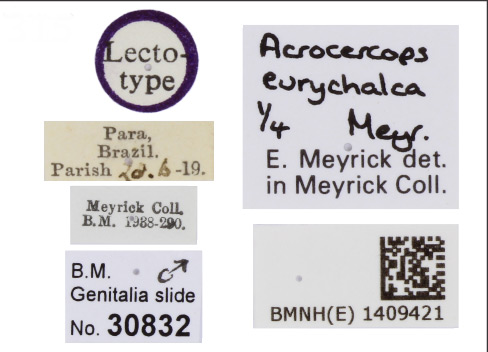 /filer/webapps/moths_gc/media/images/E/eurychalca_Eucosmophora_LT_BMNH_labels.jpg