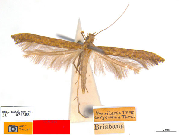 /filer/webapps/moths_gc/media/images/E/eurycnema_Caloptilia_ST1_ANIC.jpg