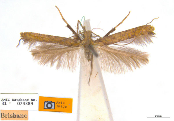 /filer/webapps/moths_gc/media/images/E/eurycnema_Caloptilia_ST2_ANIC.jpg