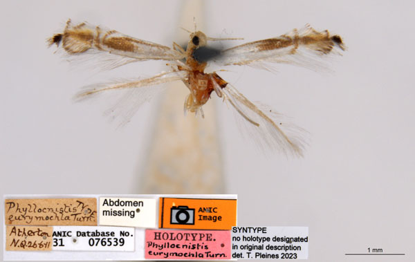 /filer/webapps/moths_gc/media/images/E/eurymochla_Phyllocnistis_ST_ANIC.jpg