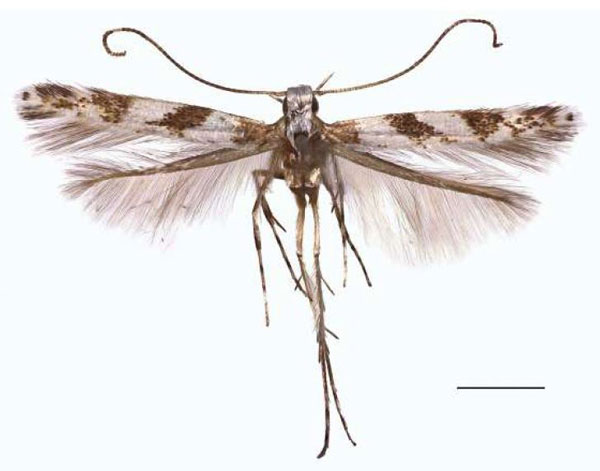 /filer/webapps/moths_gc/media/images/E/euryphanta_Cryptolectica_AM_RBINS.jpg