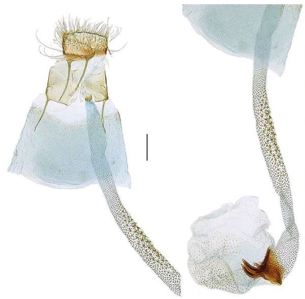 /filer/webapps/moths_gc/media/images/E/euryphanta_Cryptolectica_GF_RBINS.jpg