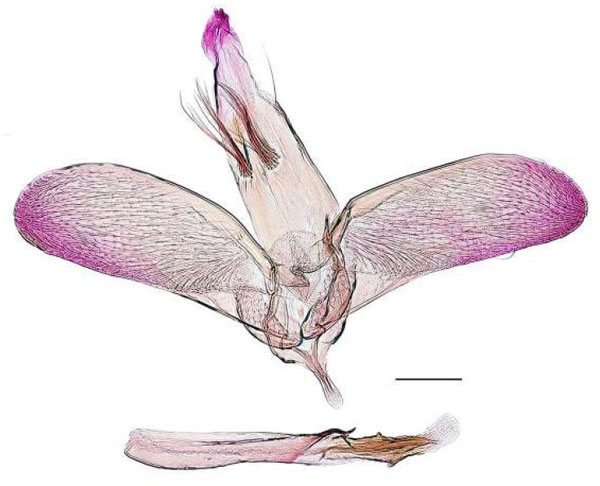 /filer/webapps/moths_gc/media/images/E/euryphanta_Cryptolectica_GM_RBINS.jpg